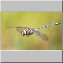 Aeshna juncea - Torf-Mosaikjungfer m05a - Hellern-Wiese-Tuempel.jpg